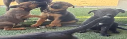 German Shepherd dogs for sale: German Shepherd Puppy 5 - Ad 3