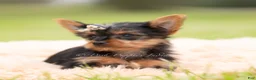 Yorkshire Terrier dogs for sale: Sparky - Ad 7