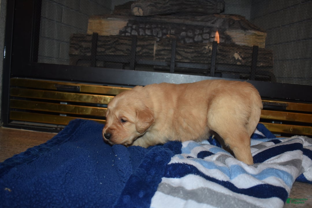 Golden Retriever dogs for sale: Ranger - Ad 1