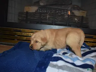 Golden Retriever dogs Ranger - Ad 13