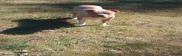 American Pit Bull Terrier dogs for sale: American Pit Bull Terrier 3 - Ad 14