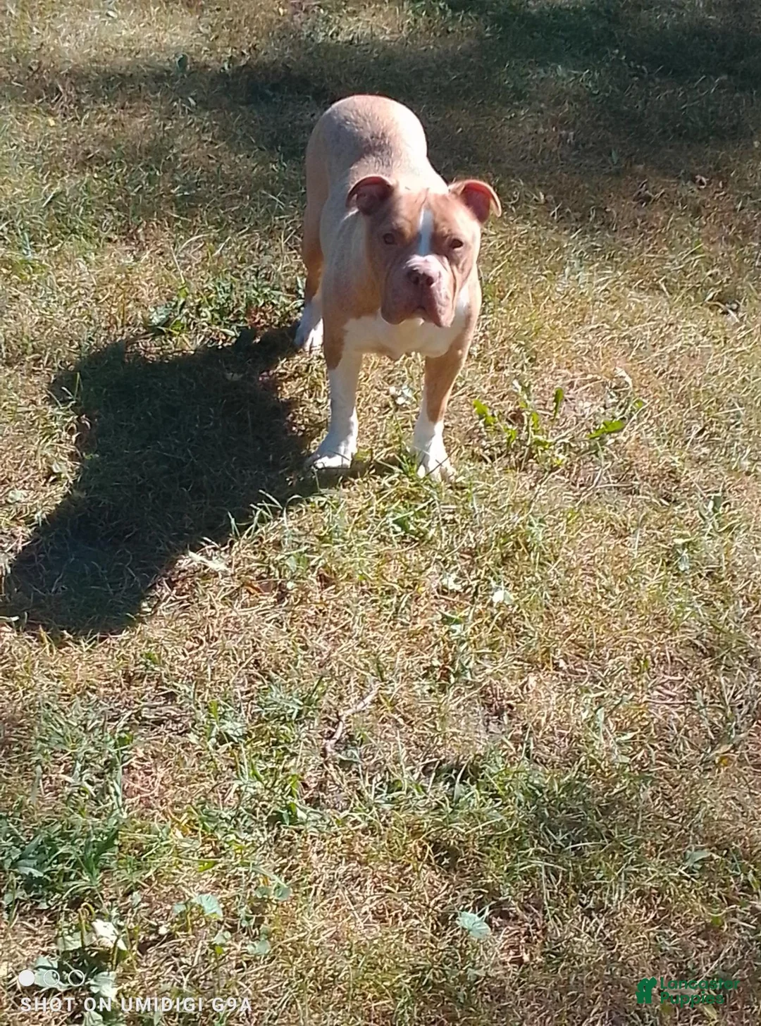 American Pit Bull Terrier dogs for sale: American Pit Bull Terrier 3 - Ad 14