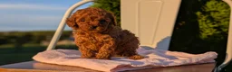 Miniature Poodle dogs for sale: Harper - Ad 10
