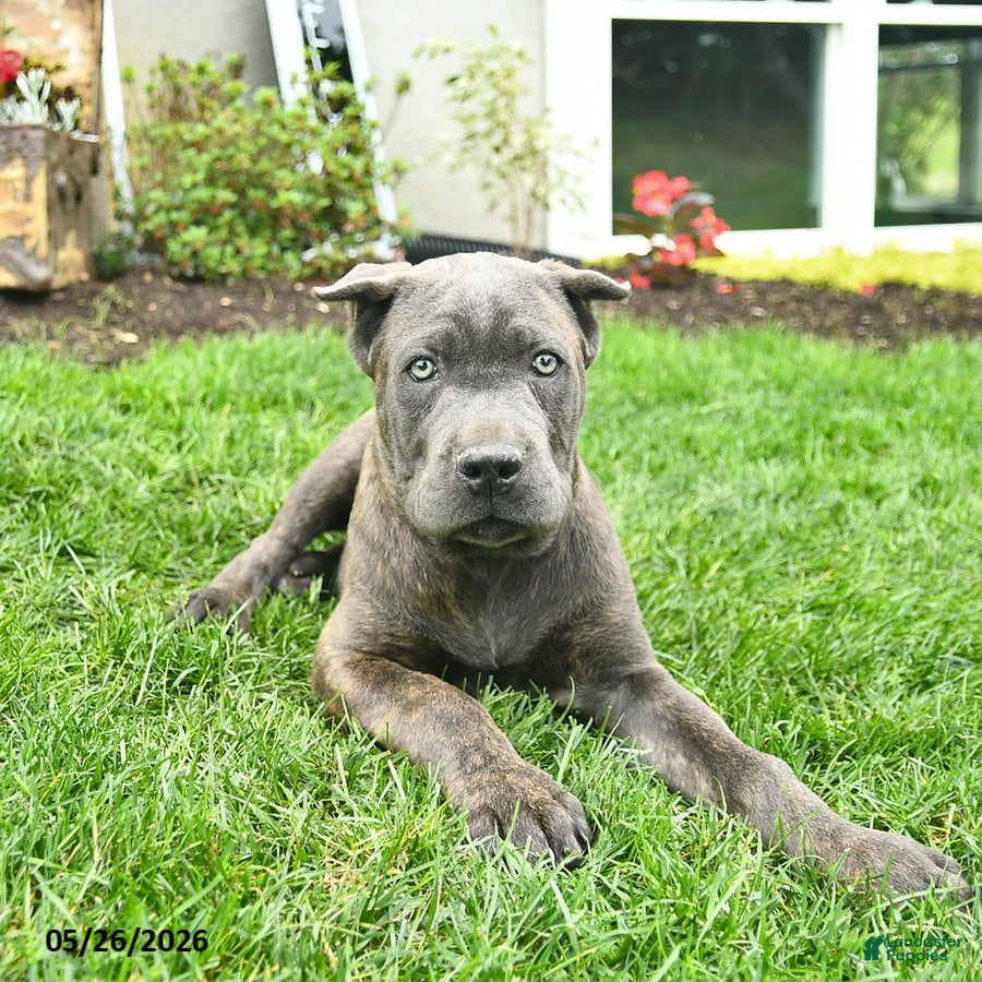 Cane Corso dogs Dusty  - Ad 2