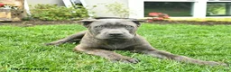 Cane Corso dogs for sale: Dusty  - Ad 2