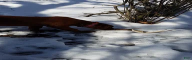 Labrador Retriever 1