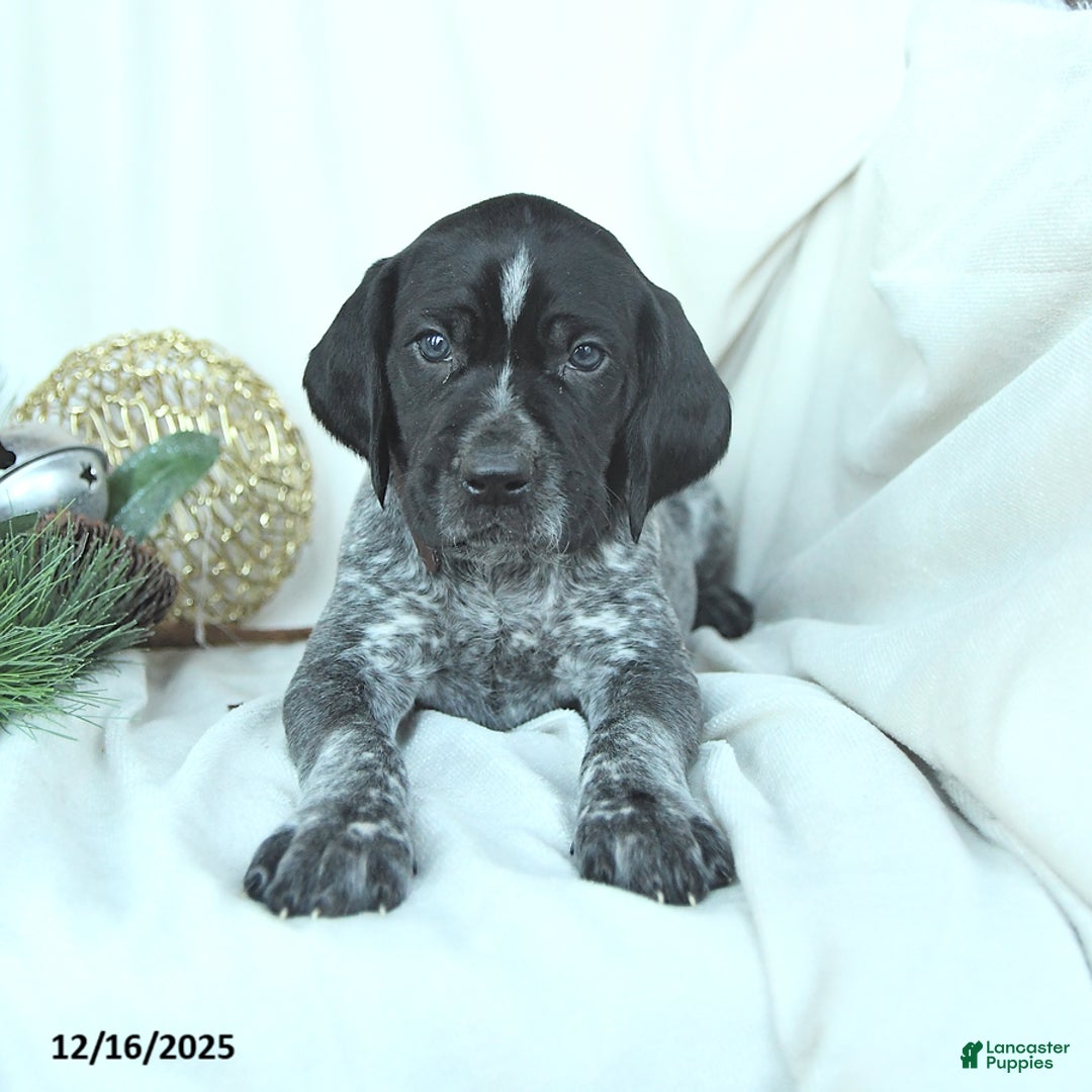 German Shorthaired Pointer dogs for sale: Dallas - Ad 4