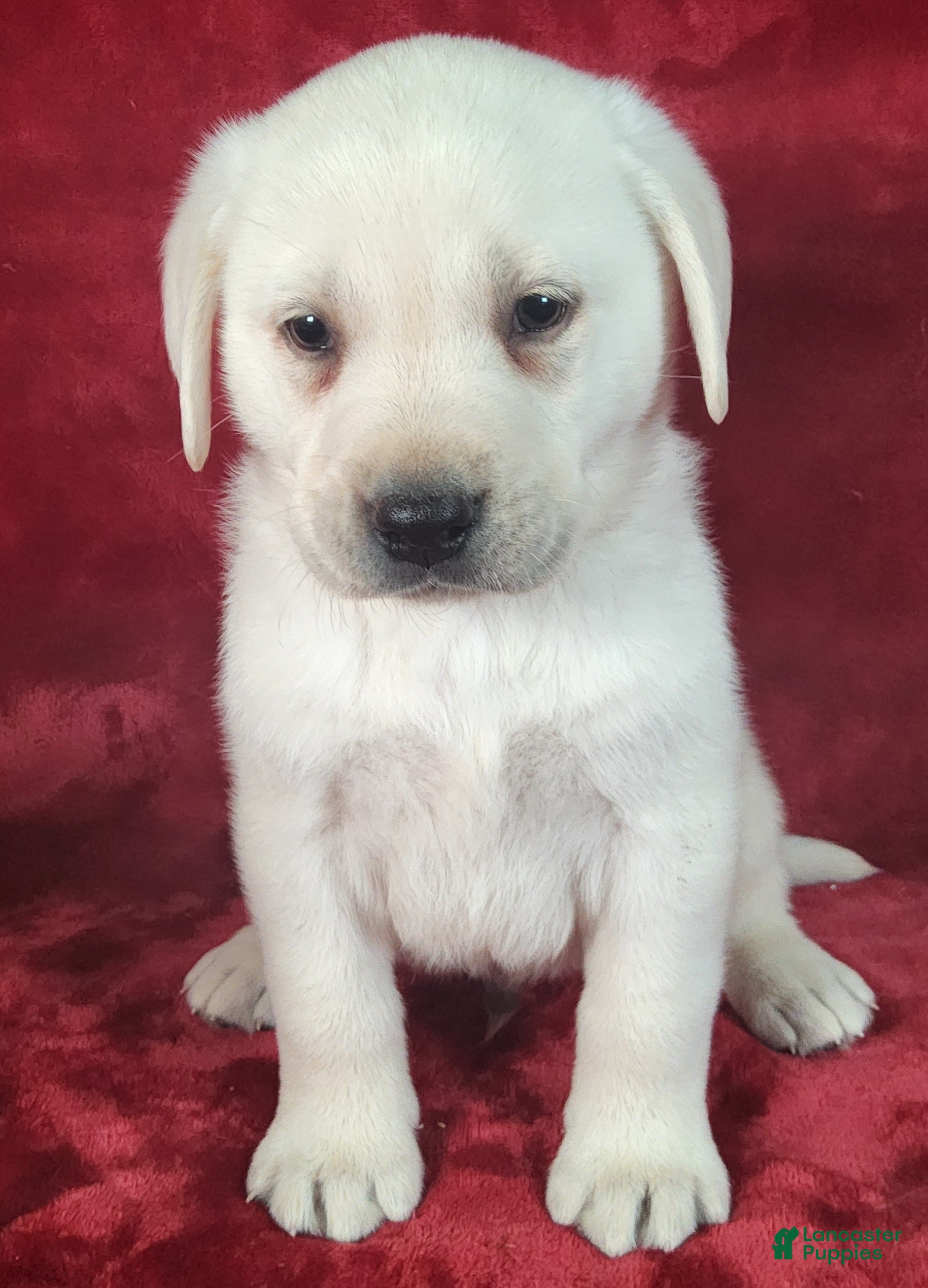 Labrador Retriever dogs Teddy - Ad 2