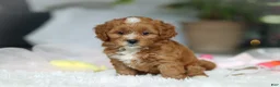 Cavapoo dogs for sale: Mable - Ad 5