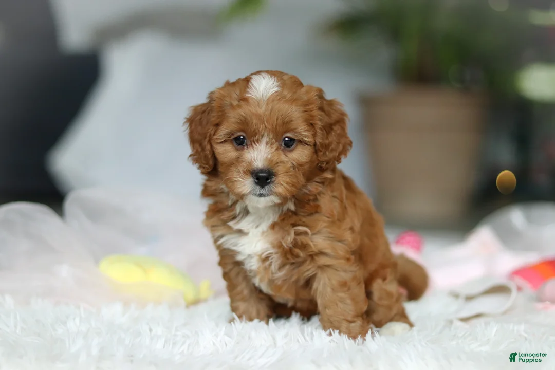 Cavapoo dogs for sale: Mable - Ad 5
