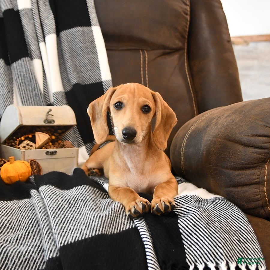 Miniature Dachshund dogs Timber - Ad 1