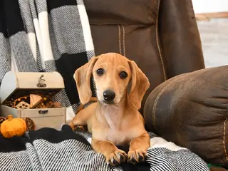 Miniature Dachshund dogs Timber - Ad 1