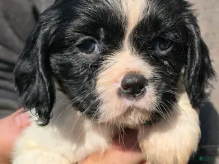 Cavalier King Charles Spaniel dogs Petunia black and white - Ad 41