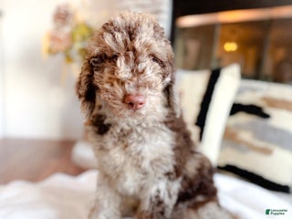 Goldendoodle dogs - Ad 8