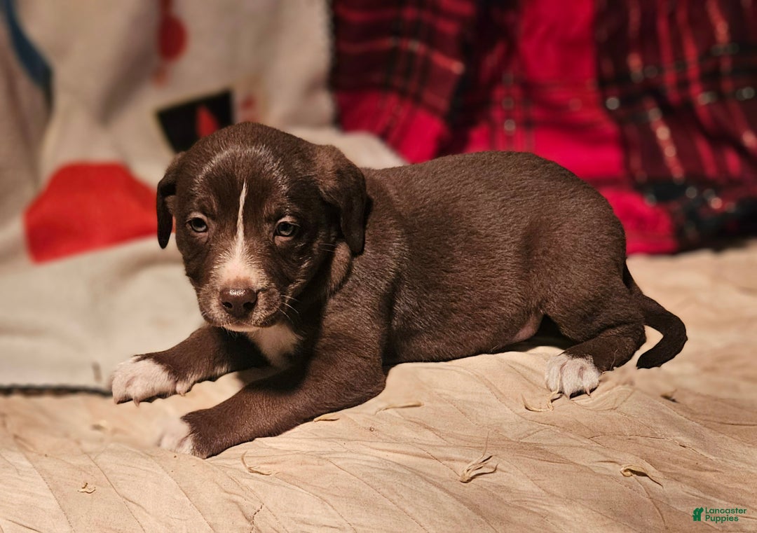 Border Collie dogs for sale: Dori - Ad 3