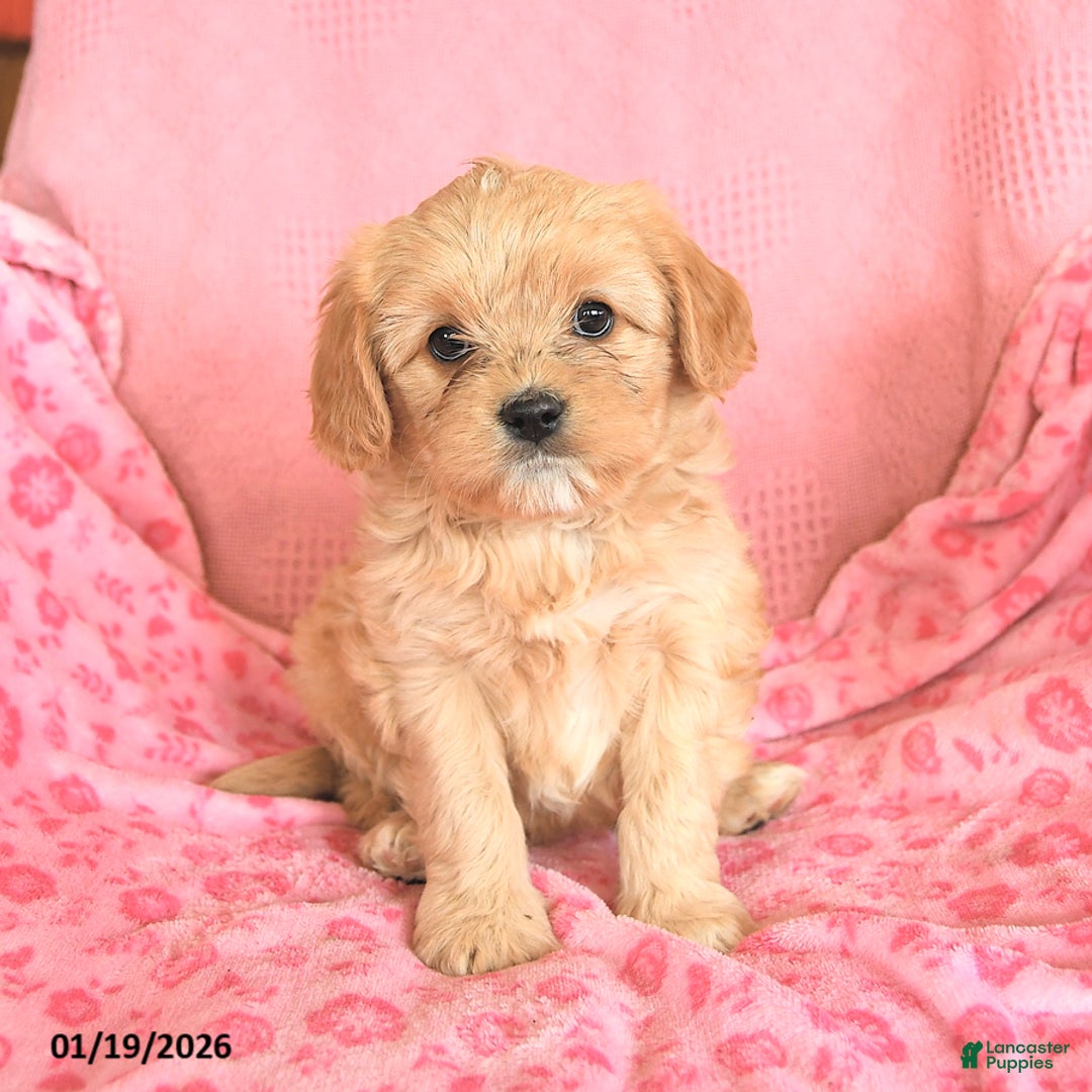 Cavapoo dogs for sale: Lily - Ad 1