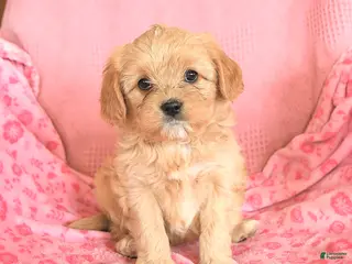 Cavapoo dogs Lily - Ad 25