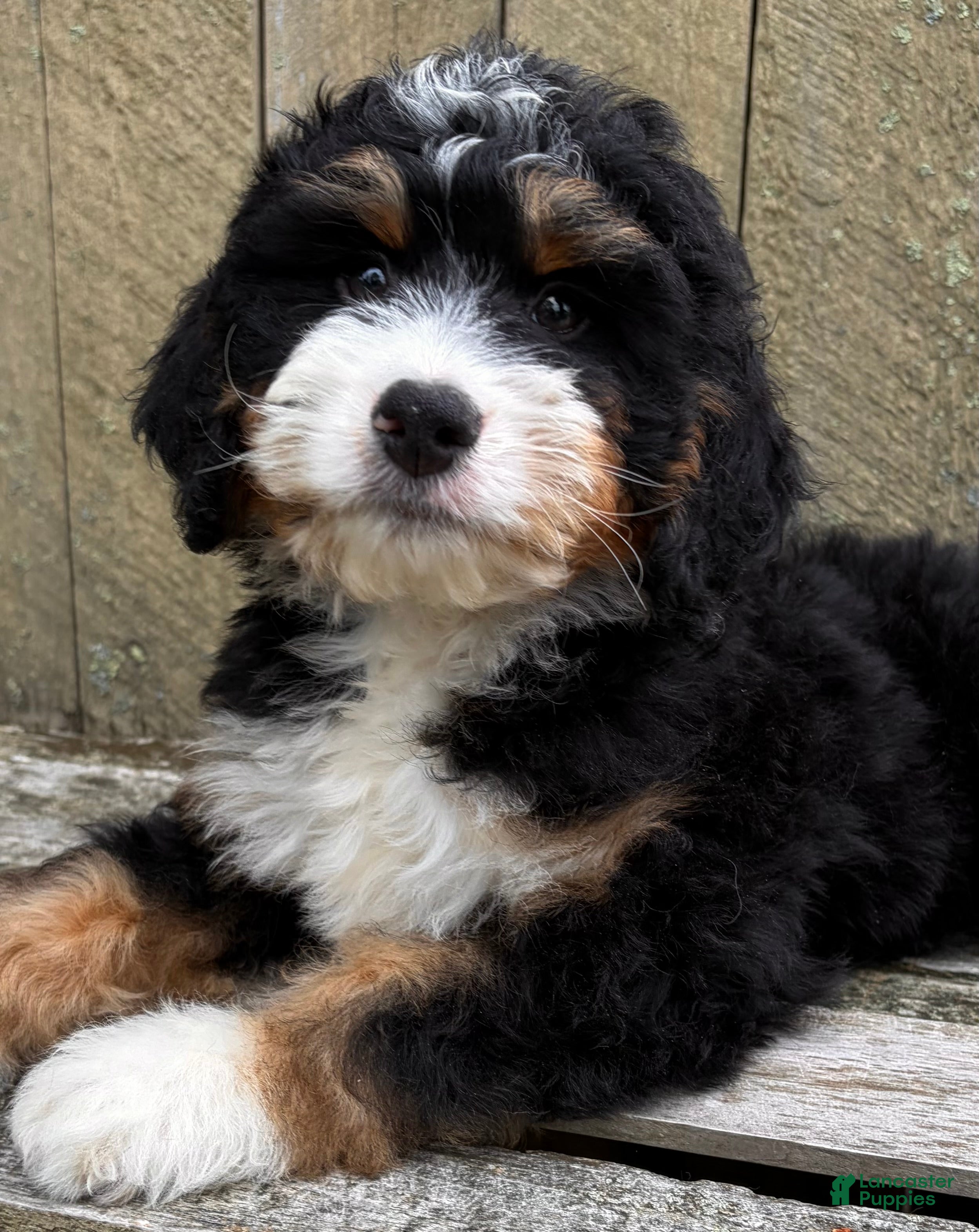 Mini Bernedoodle dogs for sale: 🩶IN BOSTON MASSACHUSETTS AREA🩶MINI BERNEDOODLE BOY🩶 - Ad 8