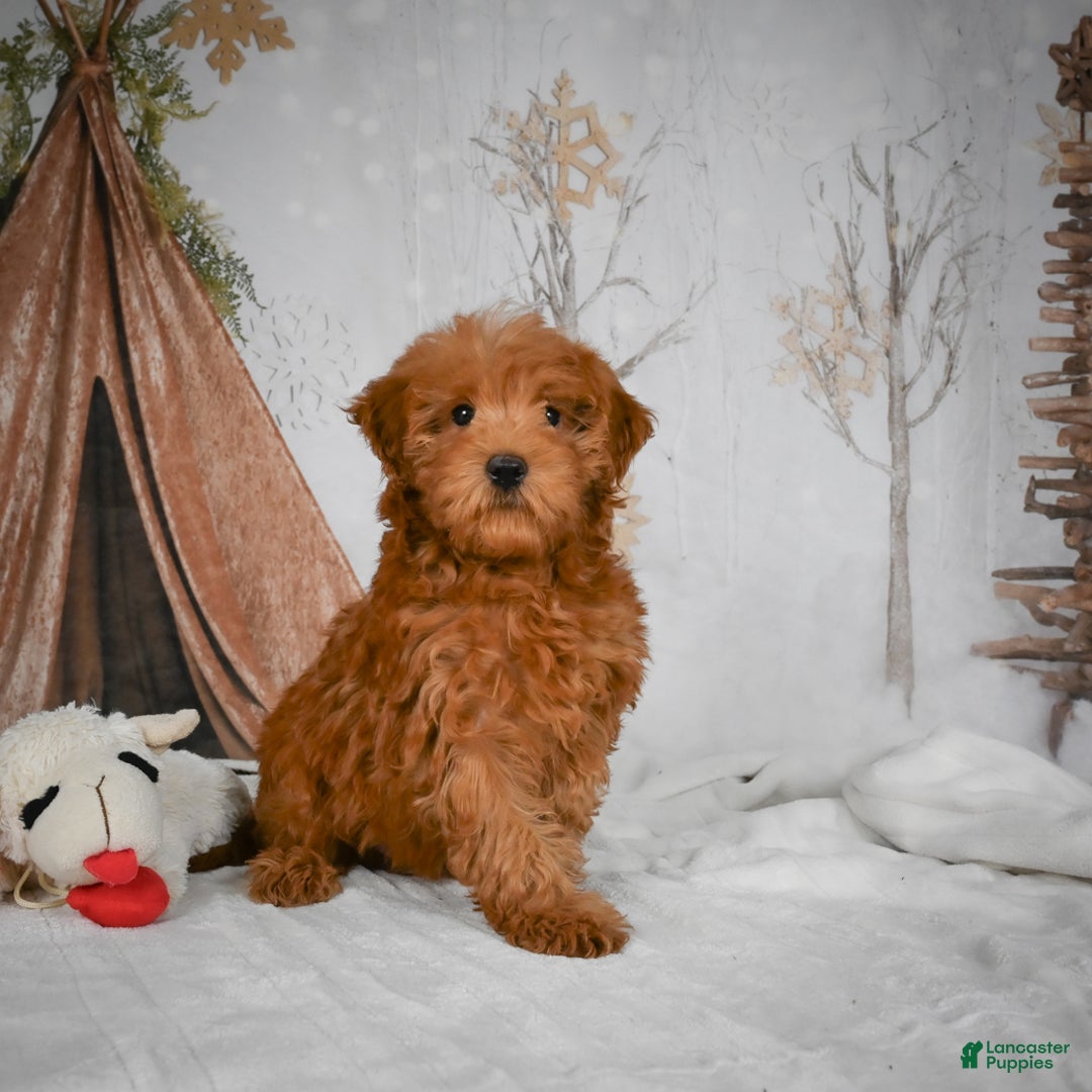 Mini Goldendoodle dogs for sale: Rosie - Ad 6