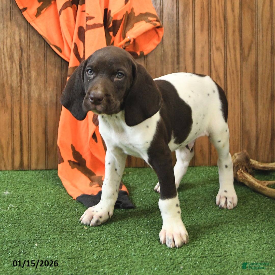 German Shorthaired Pointer dogs for sale: Carson - Ad 3