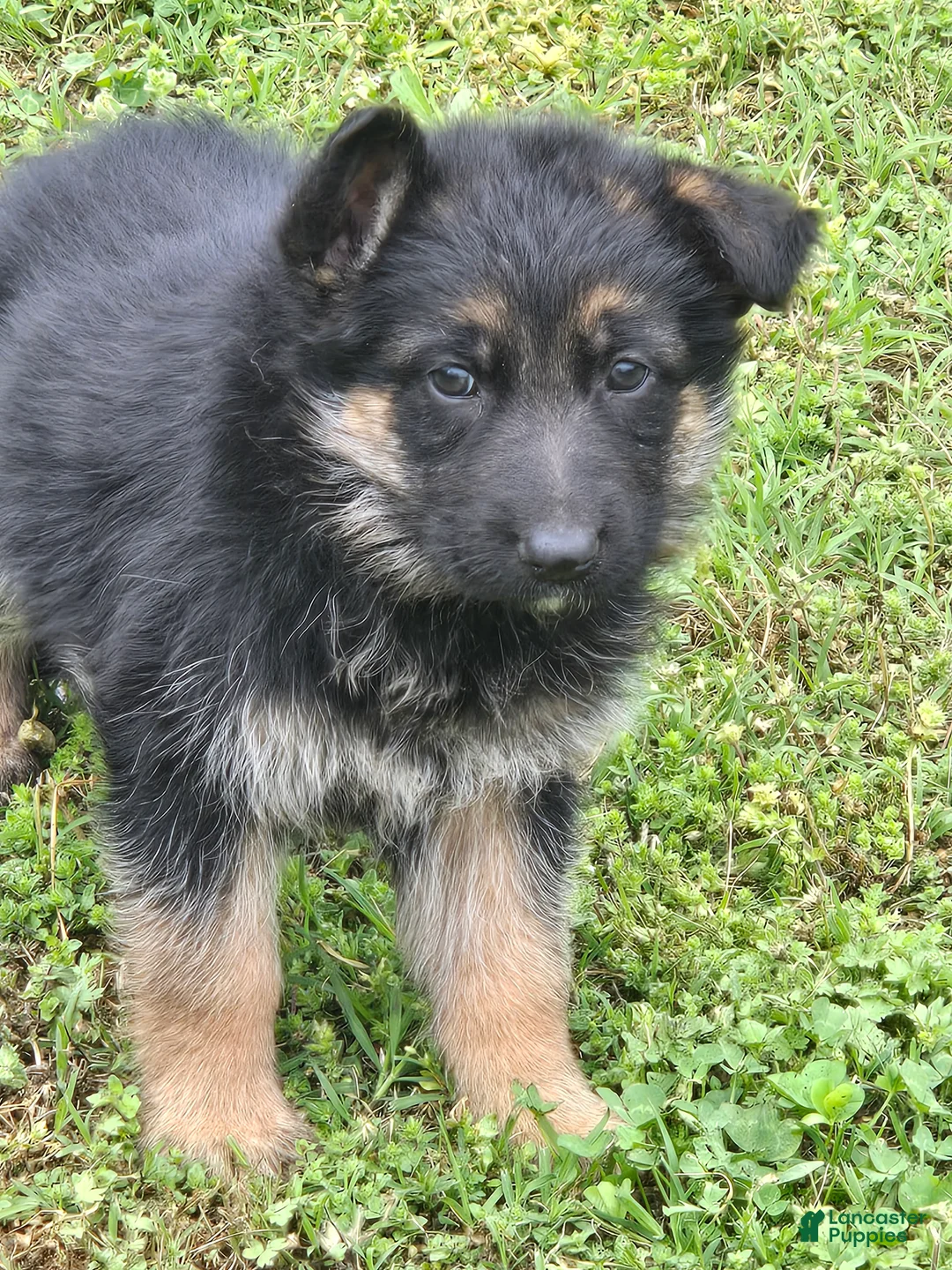 German Shepherd dogs for sale: German Shepherd Puppy 2 - Ad 2