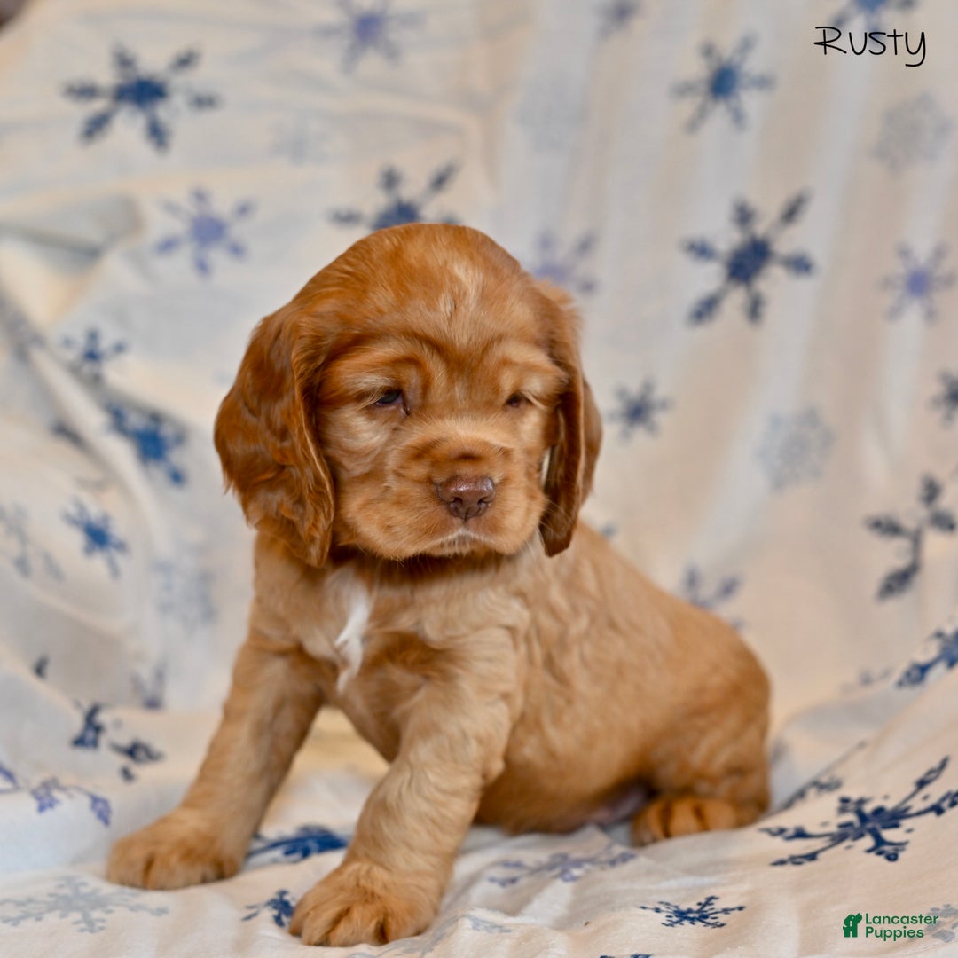 Cocker Spaniel dogs for sale: Rusty  - Ad 3