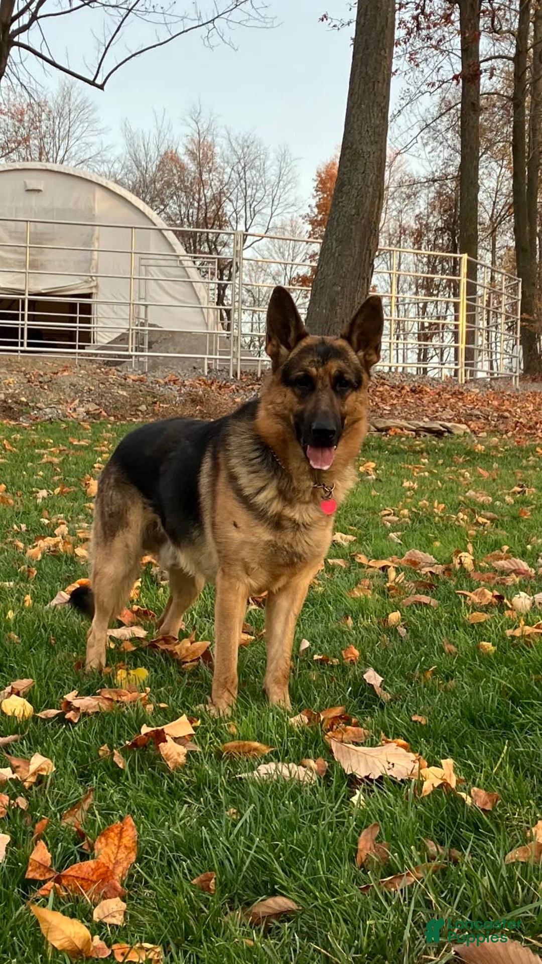 German Shepherd dogs for stud: German Shepherd 1 puppies - Ad 1