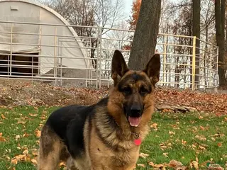 German Shepherd dogs for stud: German Shepherd 1 puppies - Ad 3