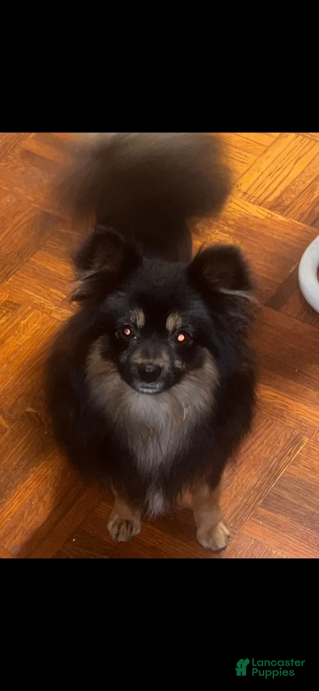 Pomeranian dogs for sale: Boots - Ad 4