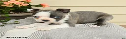 Boston Terrier dogs for sale: Bailey - Ad 3
