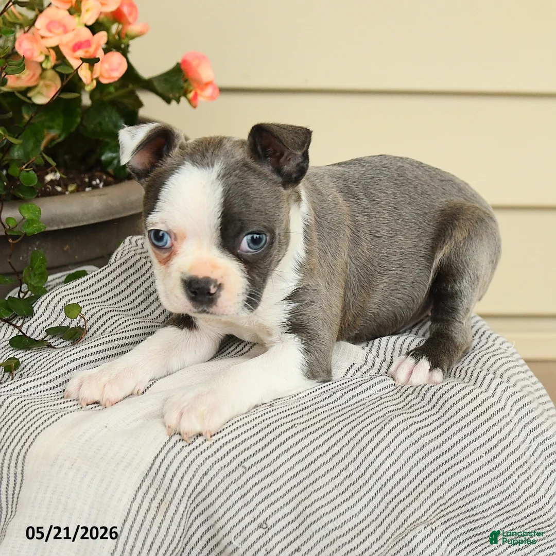 Boston Terrier dogs for sale: Bailey - Ad 3