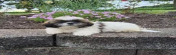 Shih Tzu dogs for sale: Amelia - Ad 8