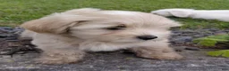 Mixed Breed dogs for sale: Sterling - Ad 2