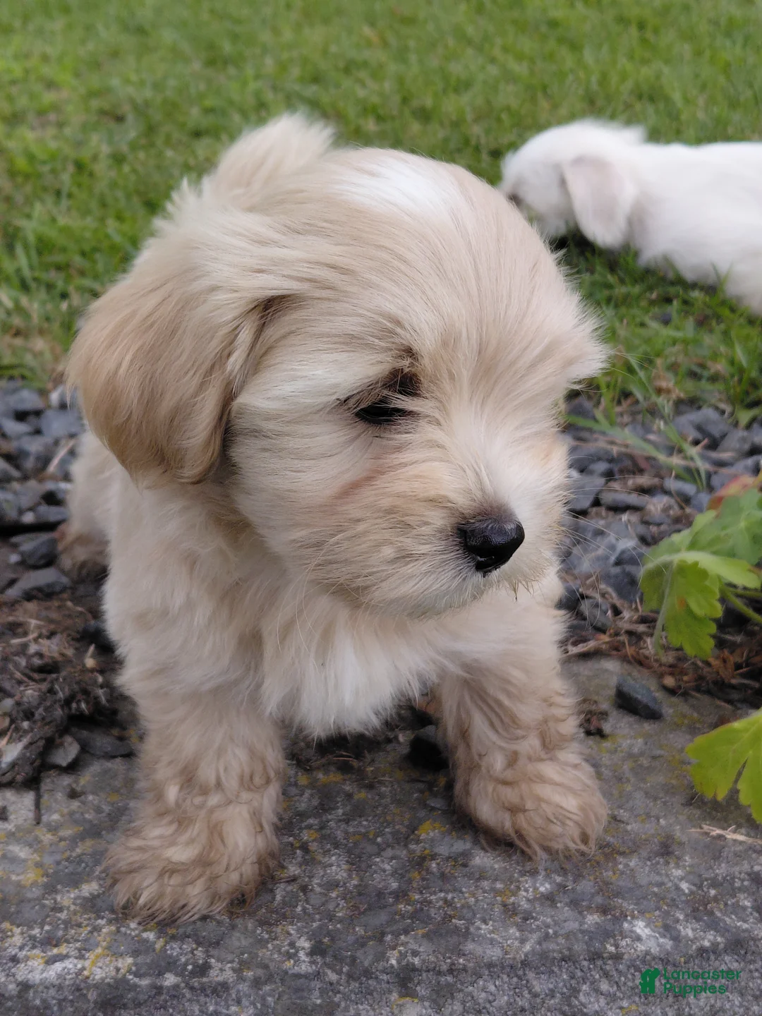 Mixed Breed dogs for sale: Sterling - Ad 2