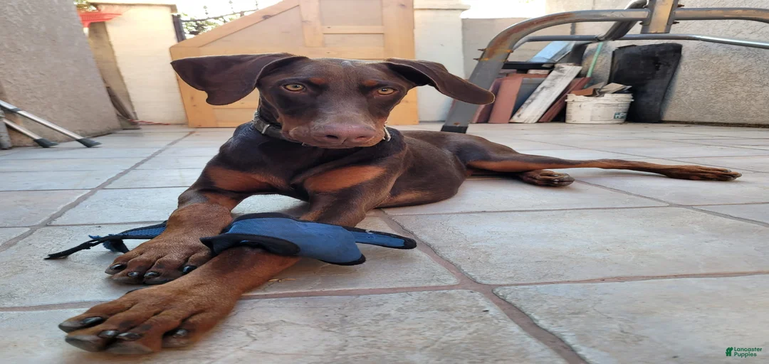 Gallery Image {{count}}