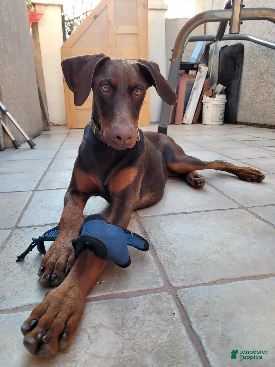 Gallery Image {{count}}