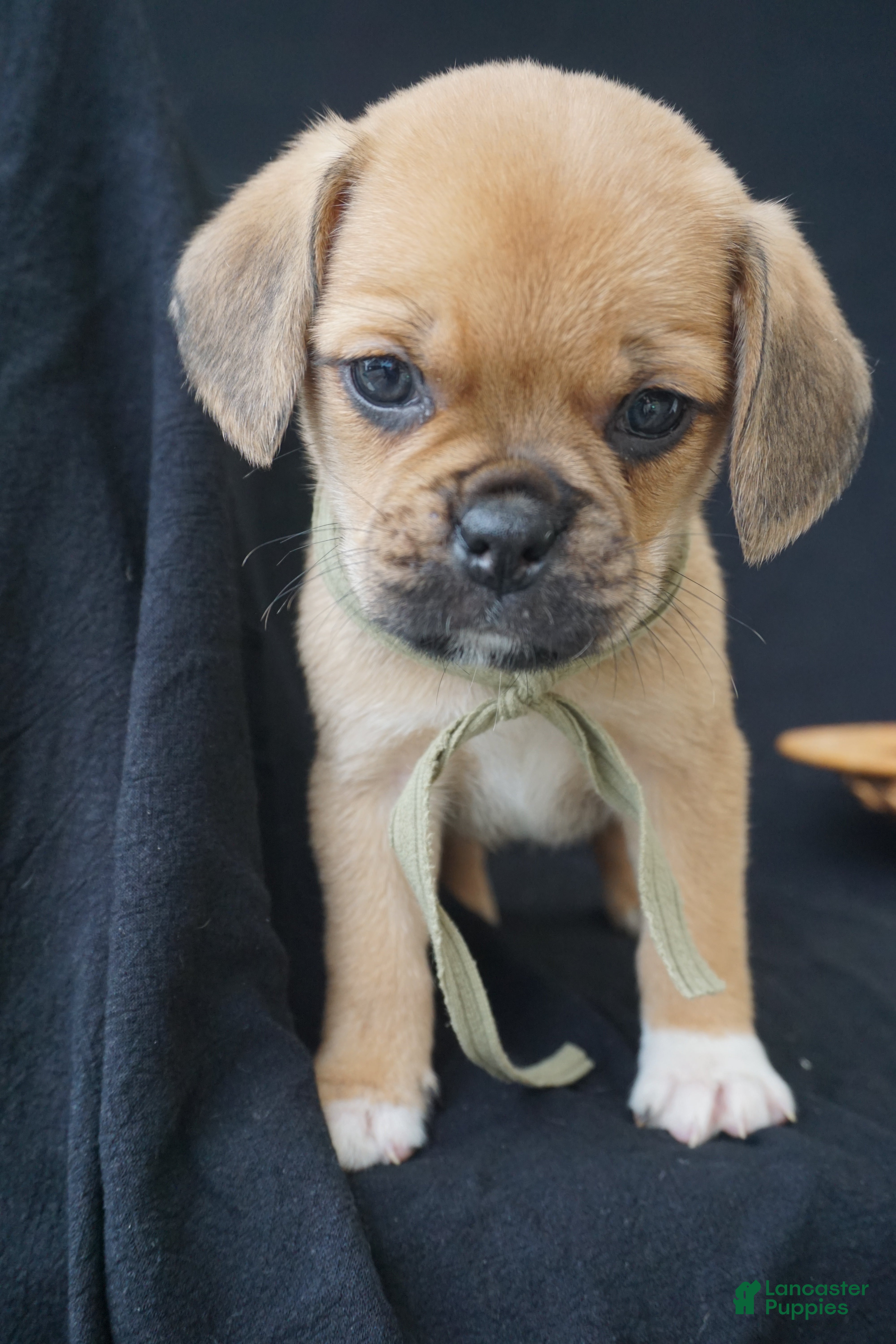 Puggle dogs Bear - Ad 1