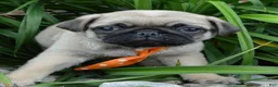 Pug dogs for sale: Porter - Ad 17