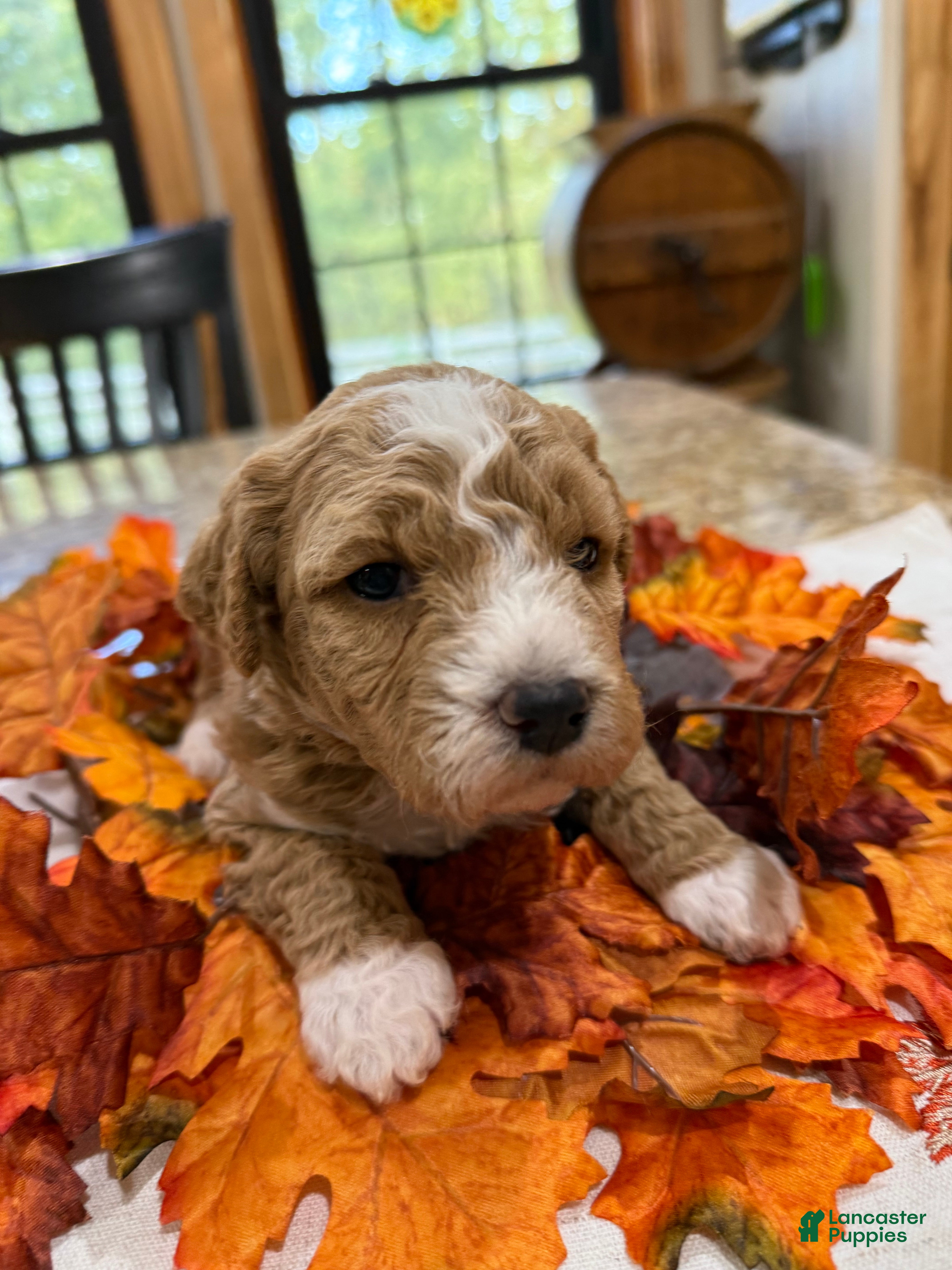 Mini Goldendoodle dogs Mini Goldendoodle Puppy 1 - Ad 7
