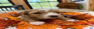 Mini Goldendoodle Puppy 1