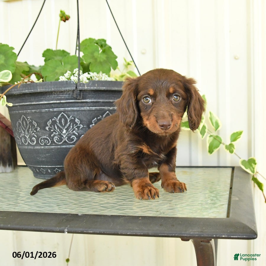 Dachshund dogs for sale: Macie - Ad 5