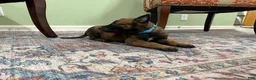 Belgian Malinois dogs for sale: Jackson - Ad 4