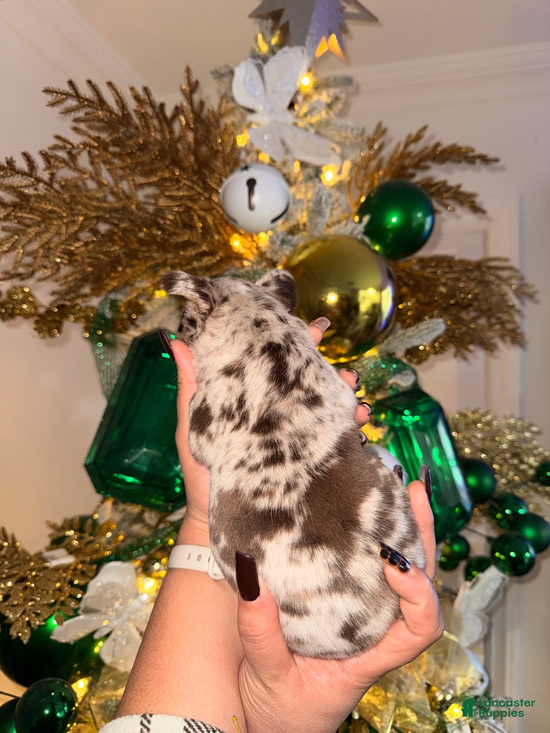 French Bulldog dogs for sale: French Bulldog Puppy 4 - Ad 2