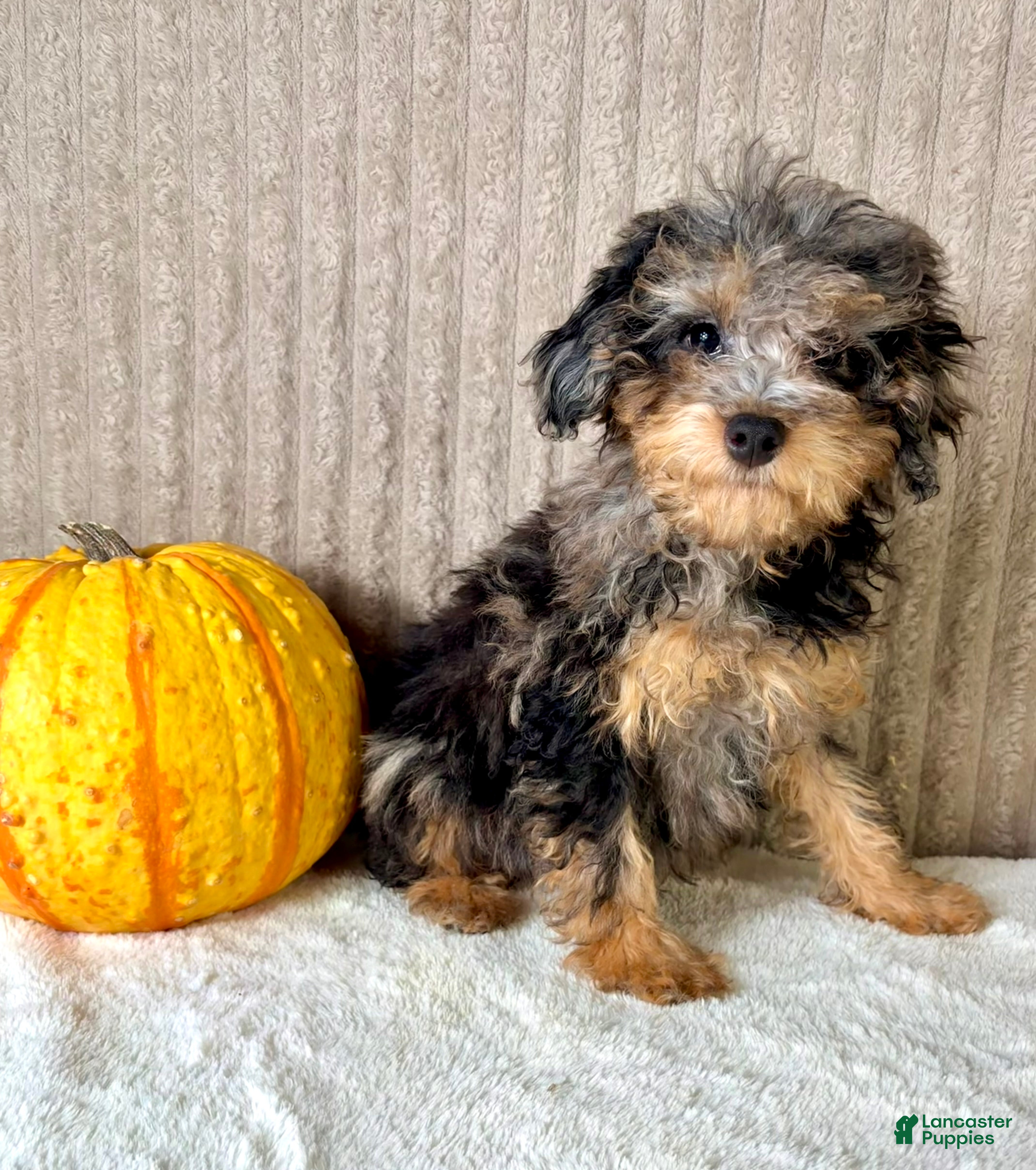 Mixed Breed dogs for sale: Whistles - Ad 10