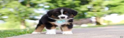 Miniature Australian Shepherd dogs for sale: Rustler - Ad 6