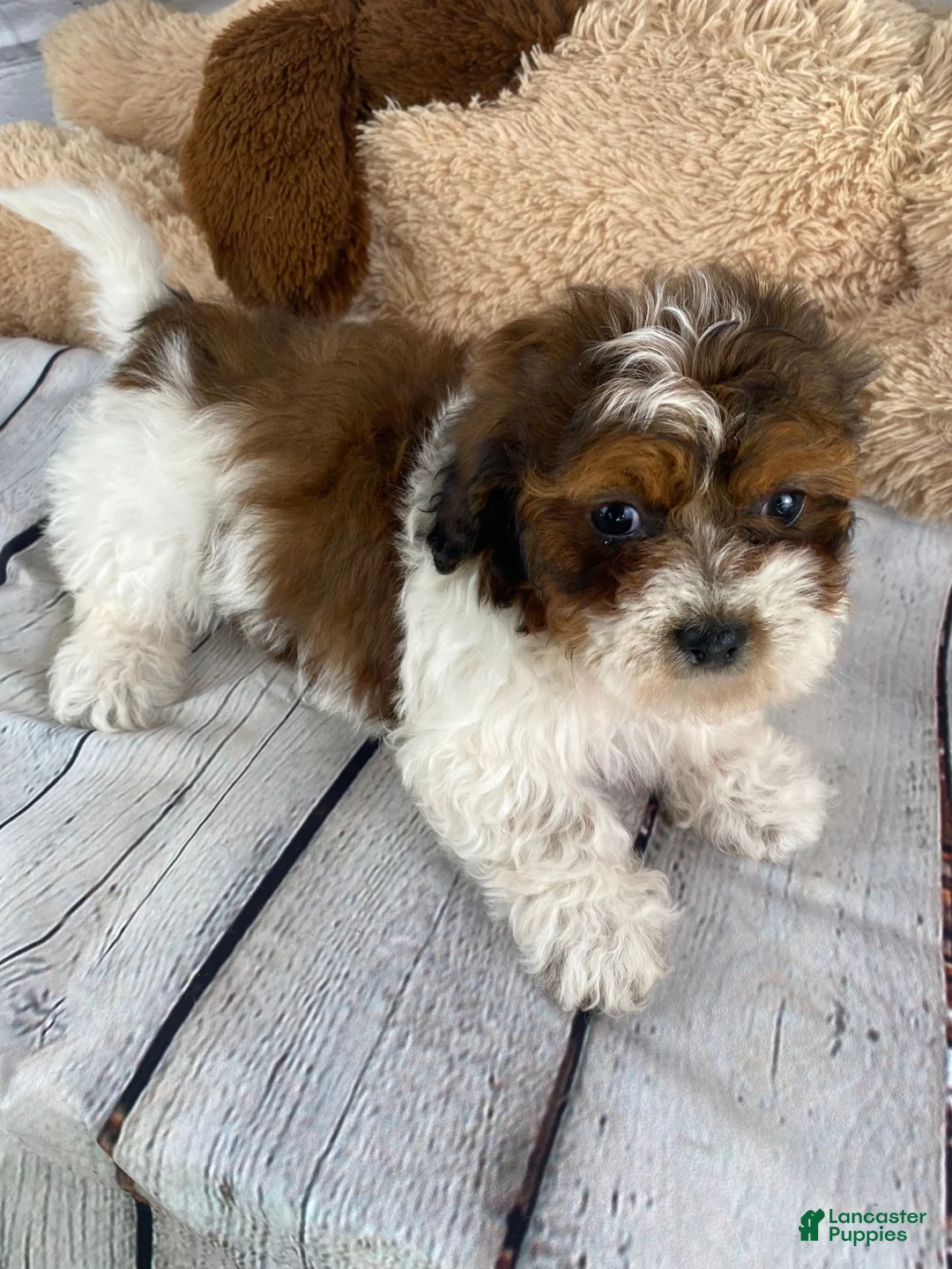 Shihpoo dogs for sale: Tucker - Ad 4