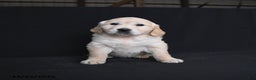 Golden Retriever dogs for sale: Ravenna  - Ad 2