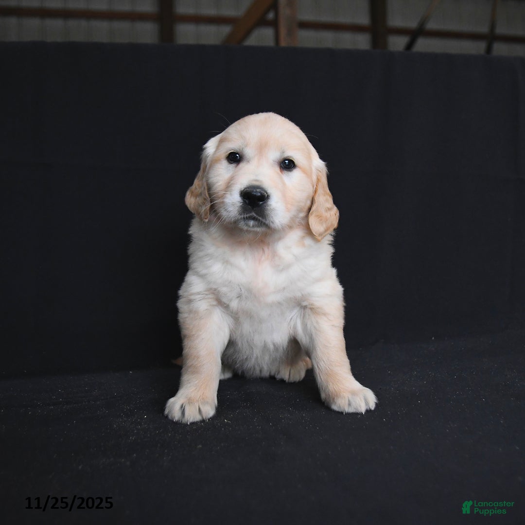 Golden Retriever dogs for sale: Ravenna  - Ad 2