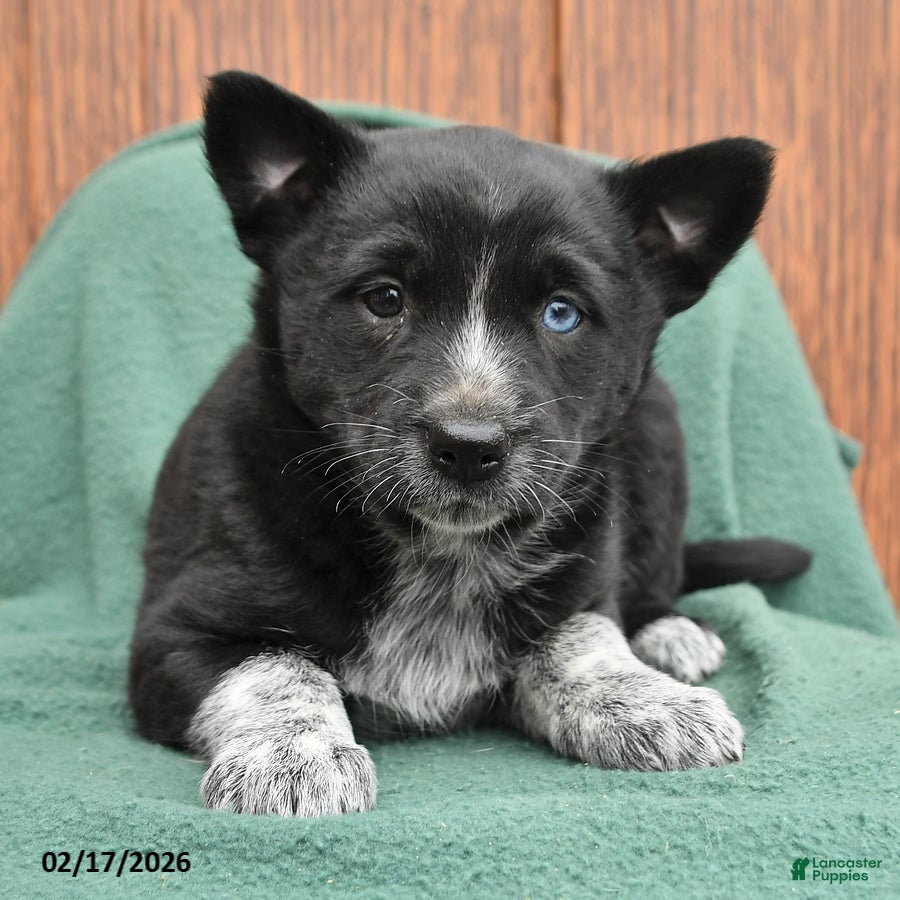 Mixed Breed dogs Abby - Ad 2