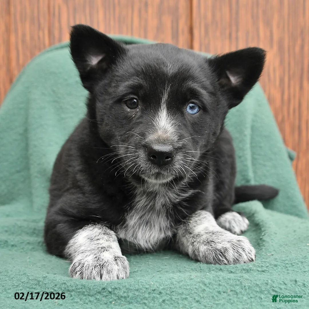 Mixed Breed dogs for sale: Abby - Ad 2